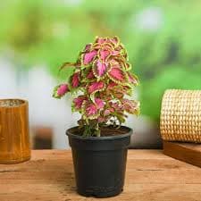 coleus